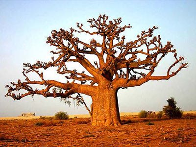Baobá africano